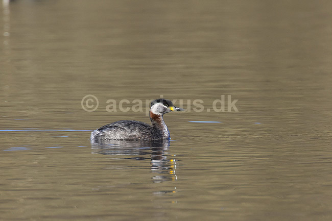 Gr�strubet lappedykker. Gr�strubet lappedykker p� Skallemose S� i Hareskoven; Podiceps griseigena; Skallemose S� / Hareskoven; ; ; fugle; Lappedykkere, Podicipedidae, Podicipediformes