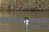 Gr�strubet lappedykker. Gr�strubet lappedykker i parringsspil p� Skallemose S� i Hareskoven Podiceps griseigena Skallemose S� / Hareskoven   fugle Lappedykkere, Podicipedidae, Podicipediformes