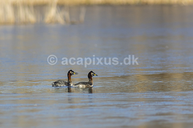 Gr�strubet lappedykker. Gr�strubet lappedykker par p� Skallemose S� i Hareskoven; Podiceps griseigena; Skallemose S� / Hareskoven; ; ; fugle; Lappedykkere, Podicipedidae, Podicipediformes