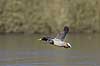 Gr�and. Gr�and andrik flyver over Skallemose S� i Hareskoven Anas platyrhynchos Skallemose S� / Hareskoven   fugle �nder, Andefugle, Anseriformes, Anatidae, gr��nder