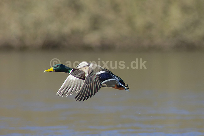 Gr�and. Gr�and andrik flyver over Skallemose S� i Hareskoven; Anas platyrhynchos; Skallemose S� / Hareskoven; ; ; fugle; �nder, Andefugle, Anseriformes, Anatidae, gr��nder