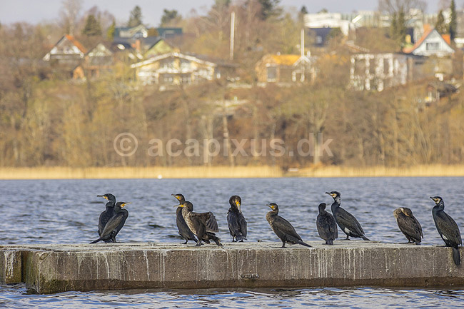 Skarver. Skarver p� mole i S�nders� med V�rl�se i baggrunden; Phalacrocorax carbo; S�nders�; ; ; fugle; Skarv, Phalacrocoracidae