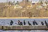 Skarver. Skarver p� mole i S�nders� med V�rl�se i baggrunden Phalacrocorax carbo S�nders�   fugle Skarv, Phalacrocoracidae