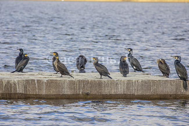 Skarver. Skarver p� mole i S�nders� med V�rl�se i baggrunden; Phalacrocorax carbo; S�nders�; ; ; fugle; Skarv, Phalacrocoracidae