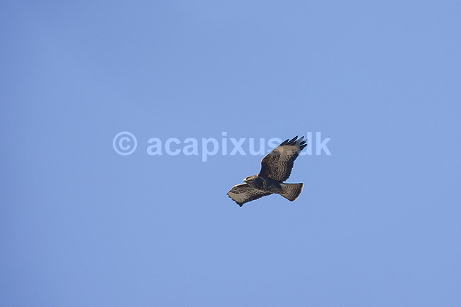 Musv�ge. Musv�ge sv�ver over Hareskoven i s�gen efter f�de; Buteo buteo; Skallemose S� / Hareskoven; ; ; fugle; �rnefugle,Accipitridae, musv�ger