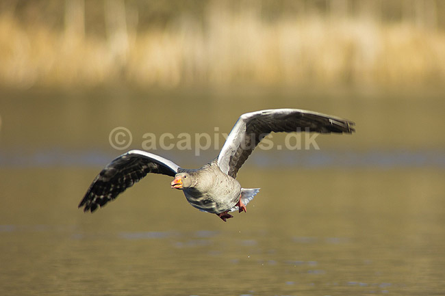 Gr�g�s. Gr�g�s flyver over vandet p� Skallemose S� i Hareskoven; Anser anser; Skallemose S� / Hareskoven; ; ; fugle; Egentlige andefugle, Anatidae, Anseriformes, g�s, g�s, gr�g�s, flyvning, fugleflugt, gr�g�s