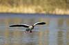 Gr�g�s. Gr�g�s flyver over vandet p� Skallemose S� i Hareskoven Anser anser Skallemose S� / Hareskoven   fugle Egentlige andefugle, Anatidae, Anseriformes, g�s, g�s, gr�g�s, flyvning, fugleflugt, gr�g�s