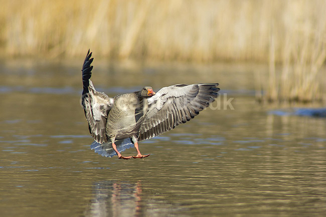 Gr�g�s. Gr�g�s parat til landing p� vandet i Skallemose S� i Hareskoven; Anser anser; Skallemose S� / Hareskoven; ; ; fugle; Egentlige andefugle, Anatidae, Anseriformes, g�s, g�s, gr�g�s, flyvning, fugleflugt, gr�g�s