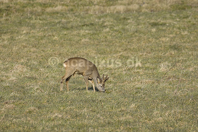 R�buk. R�dyr / r�buk gr�sser p� �ben mark i udkanten af Hareskoven; Capreolus capreolus; Hareskoven / Jonstrup; ; ; pattedyr; Hjorte, Cervidae, Parrett�ede hovdyr, Artiodactyla
