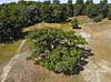 Ulvedals egen. Ulvedalsegen - en mere end 800 �r gammel eg, der indg�r som rekvisit i Det Kongelige Teaters ops�tninger i Dyrehaven Quercus robur Dj�vlebakken / Ulvedalene / J�gersborg Dyrehave   planter B�ge-ordenen, Fagales, tr�er, egetr�, egetr�er, eg, Ulvedals eg
