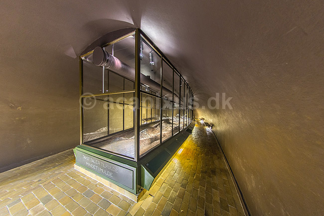 Ladby Skibet. Skibsgrav fra vikingetiden - vikingeh�vding gravlagt i sit skib med heste og hunde i vikingetiden; ; Vikingemuseet Ladby / Kerteminde; Danmark; ; sev�rdigheder; Nationalmuseet, gravh�j, vikinger, konger, h�vdinger, vikingeskibe, Ladbykongen