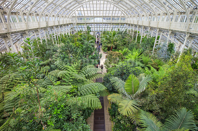 Kew Gardens. Temperate House med palmer og bregner i Kew Gardens / Royal Botanic Gardens, Kew; ; Kew Gardens / London; England; ; sev�rdigheder; Botanisk have, botaniske haver, planter, botanik, drivhuse