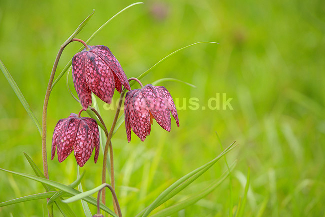 Vibe�g. Vibe�g i Kew Gardens / Royal Botanic Gardens, Kew; Fritillaria meleagris; Kew Gardens / London; England; ; planter; Botanisk have, botaniske haver, botanik
