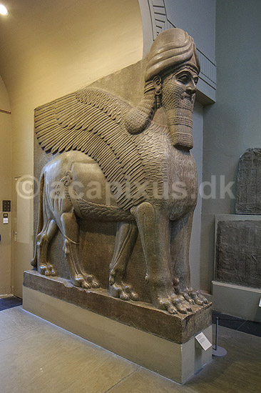 British Museum. Assyriske (ca 865-860 f.kf.) skulpture (winged human-headed bull) fra Nimrud udstillet i The British Museum; ; The British Museum / London; England; ; sev�rdigheder; ark�ologi, Assyrien, Iraq, Irak