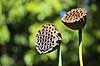 Lotus fr�stand. Lotus seed head i Palermo Botanisk Have / Orto botanico  Palermo / Sicilien Italien  planter 