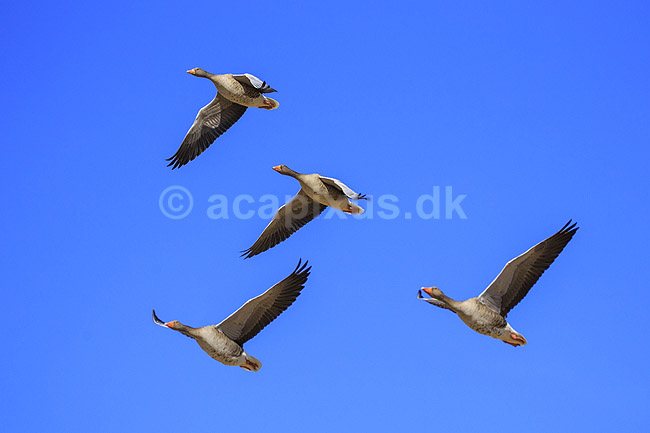 Gr�g�s. Gr�g�s flyver over engen ved Hornborgasj�n; Anser anser; Hornborga s�en / Hornborgasj�n; Sverige; ; fugle; Egentlige andefugle, Anatidae, Anseriformes, g�s, g�s, gr�g�s, flyvning, fugleflugt