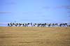 Traner. Traner p� dansepladsen ved Hornborga S�en Grus grus Hornborga s�en / Hornborgasj�n Sverige  fugle Tranefugle, Gruidae, Trane