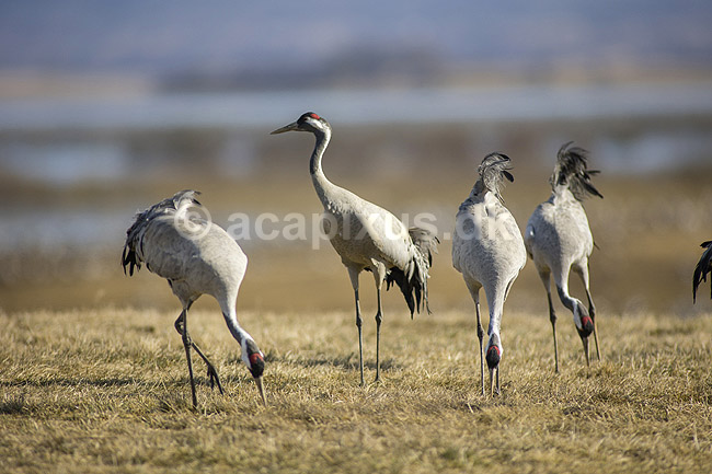 Traner. Traner p� dansepladsen ved Hornborga S�en; Grus grus; Hornborga s�en / Hornborgasj�n; Sverige; ; fugle; Tranefugle, Gruidae, Trane
