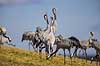 Traner. Traner p� dansepladsen ved Hornborga S�en Grus grus Hornborga s�en / Hornborgasj�n Sverige  fugle Tranefugle, Gruidae, Trane