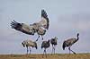 Traner. Trane lander p� dansepladsen ved Hornborga S�en Grus grus Hornborga s�en / Hornborgasj�n Sverige  fugle Tranefugle, Gruidae, Traner