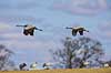 Traner. Traner flyver over dansepladsen ved Hornborga S�en Grus grus Hornborga s�en / Hornborgasj�n Sverige  fugle Tranefugle, Gruidae, Traner