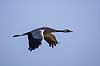 Trane. Trane flyver over dansepladsen ved Hornborga S�en Grus grus Hornborga s�en / Hornborgasj�n Sverige  fugle Tranefugle, Gruidae, Traner
