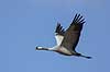 Trane. Trane flyver over dansepladsen ved Hornborga S�en Grus grus Hornborga s�en / Hornborgasj�n Sverige  fugle Tranefugle, Gruidae, Traner