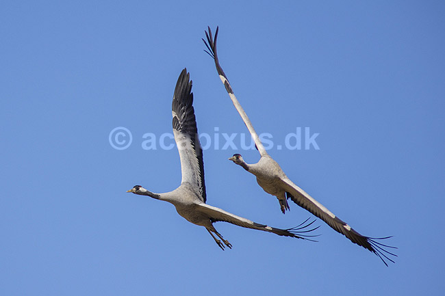 Traner. Traner flyver over dansepladsen ved Hornborga S�en; Grus grus; Hornborga s�en / Hornborgasj�n; Sverige; ; fugle; Tranefugle, Gruidae, Traner