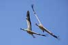 Traner. Traner flyver over dansepladsen ved Hornborga S�en Grus grus Hornborga s�en / Hornborgasj�n Sverige  fugle Tranefugle, Gruidae, Traner