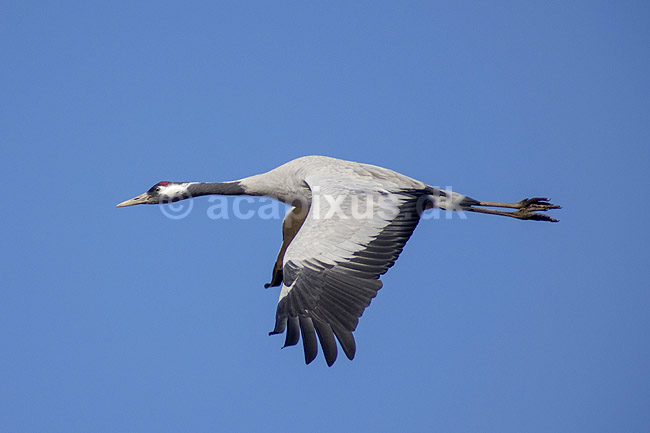Trane. Trane flyver over dansepladsen ved Hornborga S�en; Grus grus; Hornborga s�en / Hornborgasj�n; Sverige; ; fugle; Tranefugle, Gruidae, Traner
