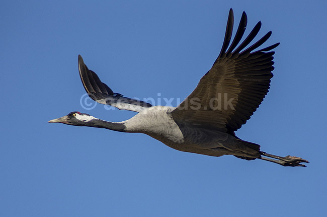 Trane. Trane flyver over dansepladsen ved Hornborga S�en; Grus grus; Hornborga s�en / Hornborgasj�n; Sverige; ; fugle; Tranefugle, Gruidae, Traner