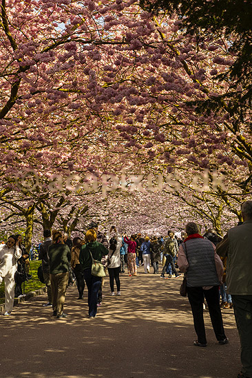 Kirseb�ralleen blomstrer. G�ster p� Kirseb�ralleen p� Bispebjerg Kirkeg�rd. De Japanske kirseb�rstr�er er sprunget ud. Pga Corona er all�en i 2021 ensrettet; Prunus accelade; Bispebjerg Kirkeg�rd / K�benhavn; Danmark; ; Sev�rdigheder; prydkirseb�r, kirseb�rblomster, blomster, gr�nne omr�der, frugttr�, japansk kirseb�rtr�, for�rsvejr, for�ret, parkliv, bypark, park, for�rsstemning, for�rssol, blomstert�ppe, g�tur, g�r tur, alle, all�, all�en, alleen, blomstrer, blomstrende, kirseb�ralle, kirseb�ralleen, kirseb�rall�, kirseb�rall�en, kirseb�rtr�erne, blomsterhav, sev�rdighed, attraktioner, attraktion, turistm�l, for�rsvarme, udflugtsm�l