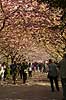 Kirseb�ralleen blomstrer. G�ster p� Kirseb�ralleen p� Bispebjerg Kirkeg�rd. De Japanske kirseb�rstr�er er sprunget ud. Pga Corona er all�en i 2021 ensrettet Prunus accelade Bispebjerg Kirkeg�rd / K�benhavn Danmark  Sev�rdigheder prydkirseb�r, kirseb�rblomster, blomster, gr�nne omr�der, frugttr�, japansk kirseb�rtr�, for�rsvejr, for�ret, parkliv, bypark, park, for�rsstemning, for�rssol, blomstert�ppe, g�tur, g�r tur, alle, all�, all�en, alleen, blomstrer, blomstrende, kirseb�ralle, kirseb�ralleen, kirseb�rall�, kirseb�rall�en, kirseb�rtr�erne, blomsterhav, sev�rdighed, attraktioner, attraktion, turistm�l, for�rsvarme, udflugtsm�l