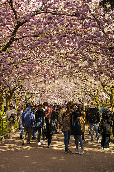 Kirseb�ralleen blomstrer. G�ster p� Kirseb�ralleen p� Bispebjerg Kirkeg�rd. De Japanske kirseb�rstr�er er sprunget ud. Pga Corona er all�en i 2021 ensrettet; Prunus accelade; Bispebjerg Kirkeg�rd / K�benhavn; Danmark; ; Sev�rdigheder; prydkirseb�r, kirseb�rblomster, blomster, gr�nne omr�der, frugttr�, japansk kirseb�rtr�, for�rsvejr, for�ret, parkliv, bypark, park, for�rsstemning, for�rssol, blomstert�ppe, g�tur, g�r tur, alle, all�, all�en, alleen, blomstrer, blomstrende, kirseb�ralle, kirseb�ralleen, kirseb�rall�, kirseb�rall�en, kirseb�rtr�erne, blomsterhav, sev�rdighed, attraktioner, attraktion, turistm�l, for�rsvarme, udflugtsm�l
