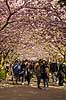 Kirseb�ralleen blomstrer. G�ster p� Kirseb�ralleen p� Bispebjerg Kirkeg�rd. De Japanske kirseb�rstr�er er sprunget ud. Pga Corona er all�en i 2021 ensrettet Prunus accelade Bispebjerg Kirkeg�rd / K�benhavn Danmark  Sev�rdigheder prydkirseb�r, kirseb�rblomster, blomster, gr�nne omr�der, frugttr�, japansk kirseb�rtr�, for�rsvejr, for�ret, parkliv, bypark, park, for�rsstemning, for�rssol, blomstert�ppe, g�tur, g�r tur, alle, all�, all�en, alleen, blomstrer, blomstrende, kirseb�ralle, kirseb�ralleen, kirseb�rall�, kirseb�rall�en, kirseb�rtr�erne, blomsterhav, sev�rdighed, attraktioner, attraktion, turistm�l, for�rsvarme, udflugtsm�l