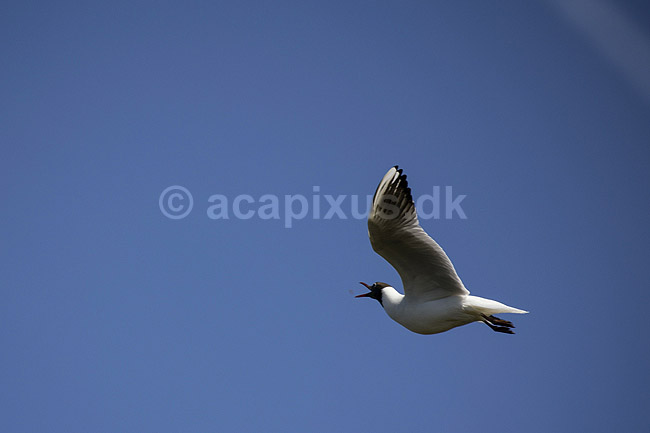 H�ttem�ge. H�ttem�ge spiser insekter i luften over Pr�stes�; Larus ridibundus; Pr�stes� / V�rl�se; ; ; fugle; M�gefugle, Laridae, Charadriiformes, flyvning, fugleflugt, vingeslag