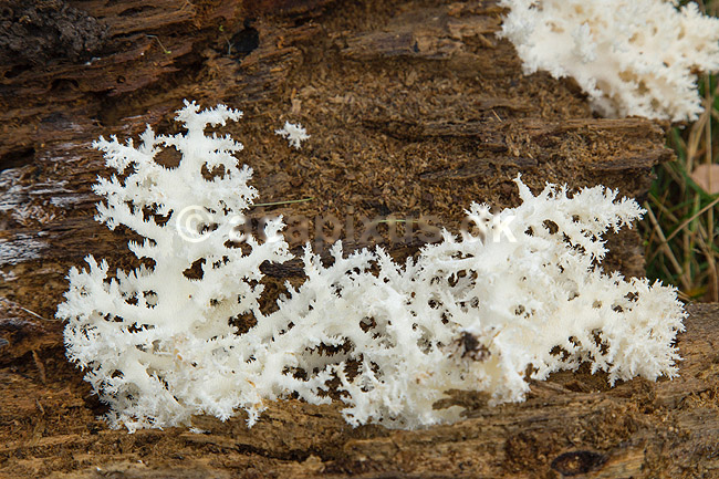 Koralpigsvamp; Hericium coralloides; ; ; ; Svampe; 
