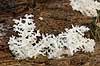 Koralpigsvamp Hericium coralloides    Svampe 