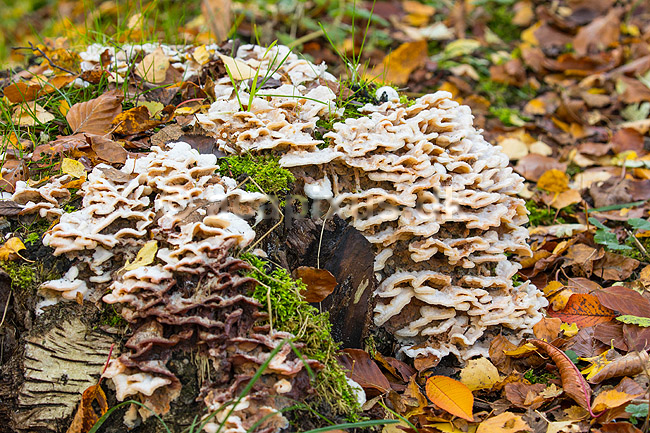 L�dersvamp. L�dersvamp p� str�stup, muligvis B�vrende �resvamp; Merulius tremellosus; ; ; ; Svampe; 