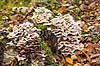 L�dersvamp. L�dersvamp p� str�stup, muligvis B�vrende �resvamp Merulius tremellosus    Svampe 