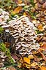 L�dersvamp. L�dersvamp p� str�stup, muligvis B�vrende �resvamp Merulius tremellosus    Svampe 
