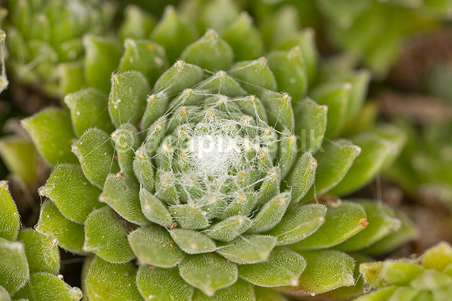 Spindelsv�vshusl�g; Sempervivum arachnoideum; ; ; ; planter; husl�g
