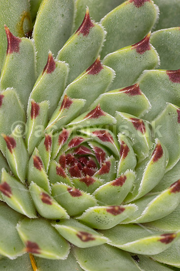 Husl�g Greenii; Sempervivum calcareum; ; ; ; planter; husl�g