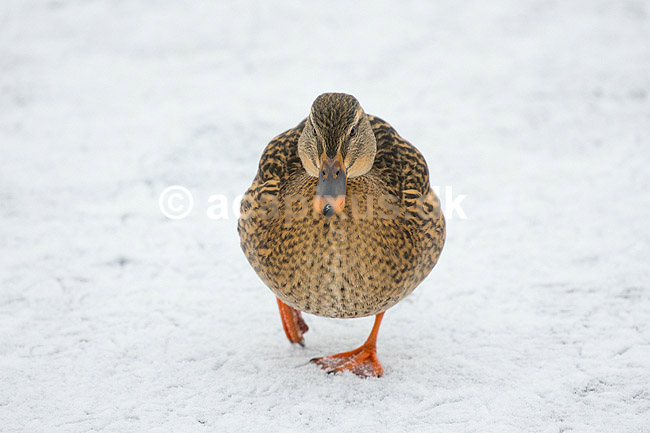 Gr�and. Gr�and p� isen p� den tilfrosne s� M�llemosen; Anas platyrhynchos; M�llemosen / M�l�v; Danmark; ; fugle; �nder, Andefugle, Anseriformes, Anatidae, gr��nder, vinter, frost, kulde