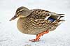 Gr�and. Gr�and p� isen p� den tilfrosne s� M�llemosen Anas platyrhynchos M�llemosen / M�l�v Danmark  fugle �nder, Andefugle, Anseriformes, Anatidae, gr��nder, vinter, frost, kulde