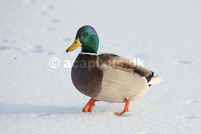 Gr�and. Gr�and andrik p� isen p� den tilfrosne s� M�llemosen; Anas platyrhynchos; M�llemosen / M�l�v; Danmark; ; fugle; �nder, Andefugle, Anseriformes, Anatidae, gr��nder, vinter, frost, kulde