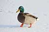 Gr�and. Gr�and andrik p� isen p� den tilfrosne s� M�llemosen Anas platyrhynchos M�llemosen / M�l�v Danmark  fugle �nder, Andefugle, Anseriformes, Anatidae, gr��nder, vinter, frost, kulde