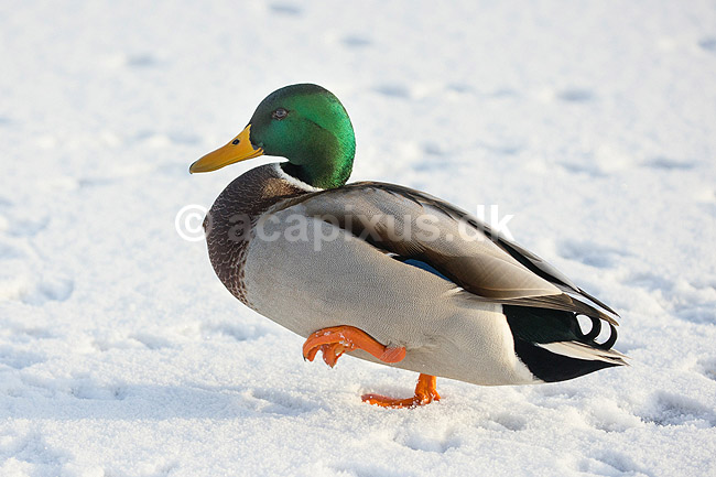 Gr�and. Gr�and andrik p� isen p� den tilfrosne s� M�llemosen; Anas platyrhynchos; M�llemosen / M�l�v; Danmark; ; fugle; �nder, Andefugle, Anseriformes, Anatidae, gr��nder, vinter, frost, kulde