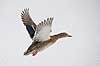 Gr�and. Gr�and flyver over den tilfrosne s� M�llemosen Anas platyrhynchos M�llemosen / M�l�v Danmark  fugle �nder, Andefugle, Anseriformes, Anatidae, gr��nder, vinter, frost, kulde, fugleflugt