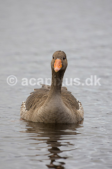 Gr�g�s. Gr�g�s p� vandet i Utterslev Mose; Anser anser; Utterslev Mose; Danmark; ; fugle; Egentlige andefugle, Anatidae, Anseriformes, g�s, g�s, gr�g�s, gr�g�s